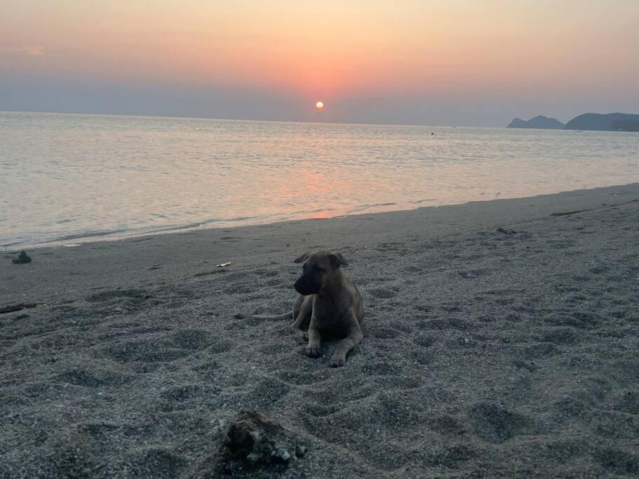Sunset Serenity Cove パンガン島 エクステリア 写真